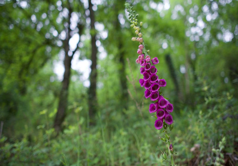 Puech-de-Flauzins - crédit Frédéric-Delmas