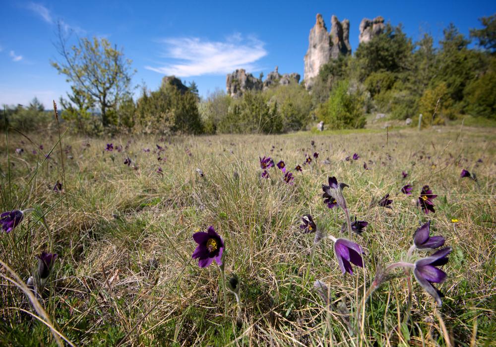 Roquelsaltes_credit-CDA