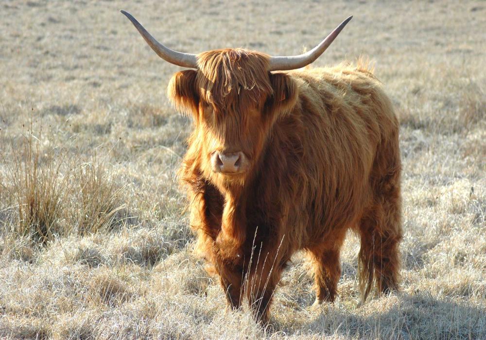 Highland - crédit_ncayssiols