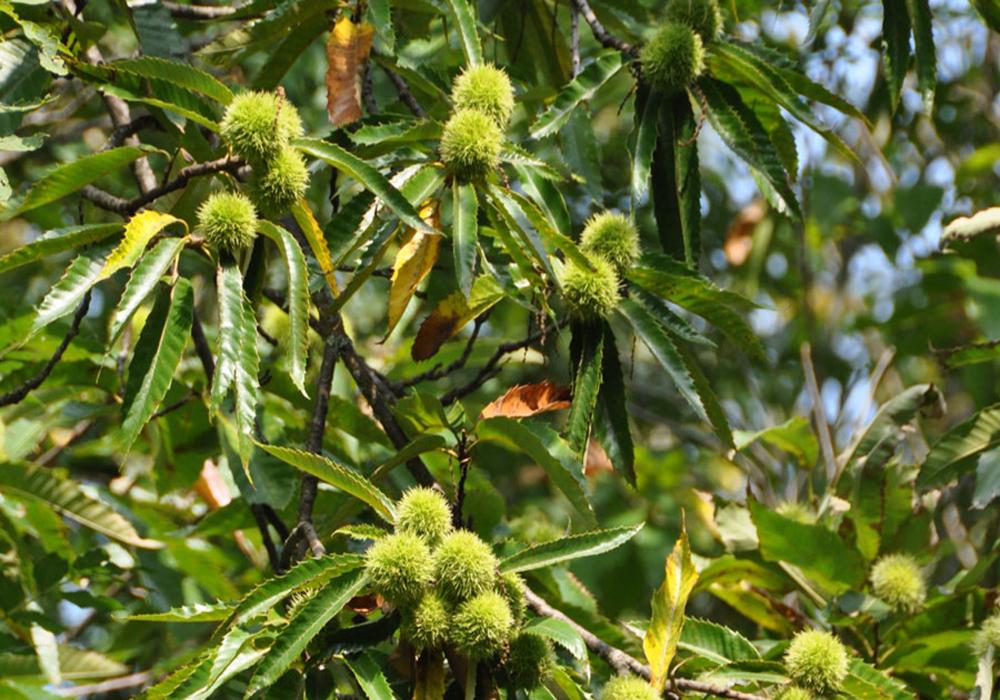 conservatoire_du_chataignier-credit-CDA