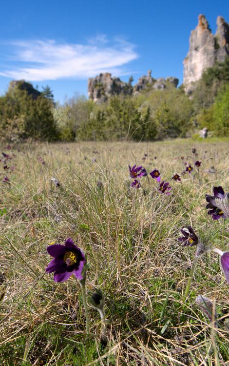 Roquelsaltes_credit-CDA