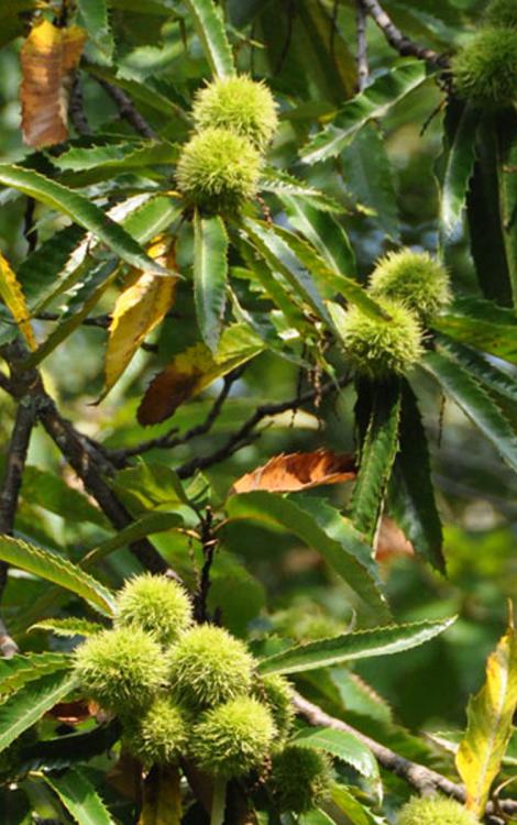 conservatoire_du_chataignier-credit-CDA