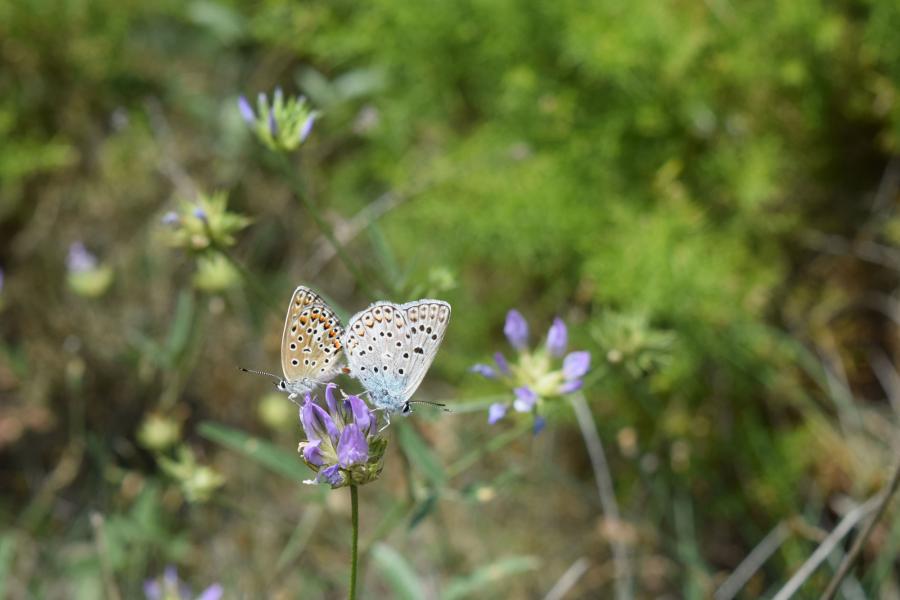 Crédit Léa Charbonnier