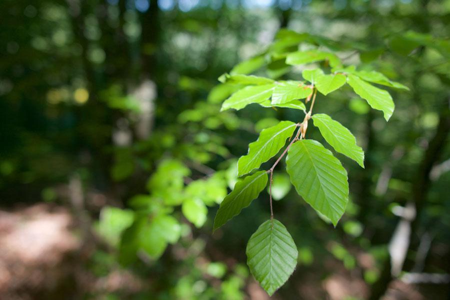 Bois-de-linar-credit-CDA