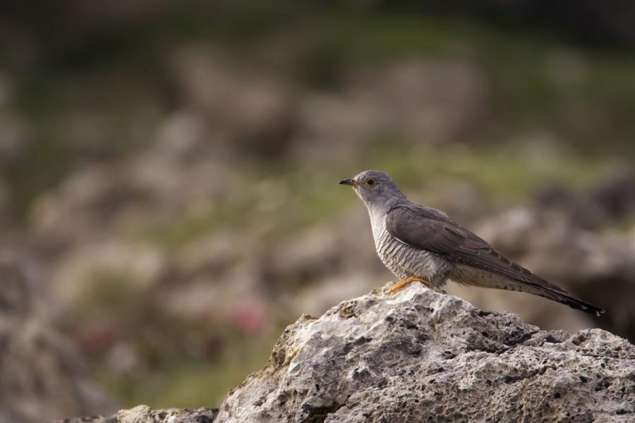 crédit Thierry-Vergély