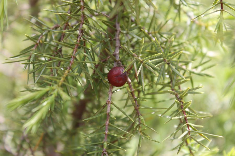 crédit Léa Charbonnier