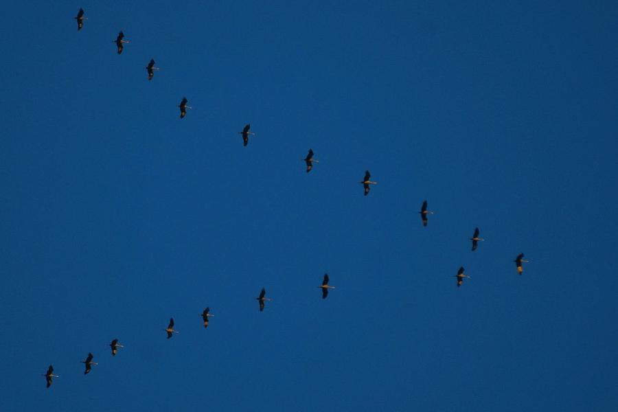 crédit-Mike-Lewinski