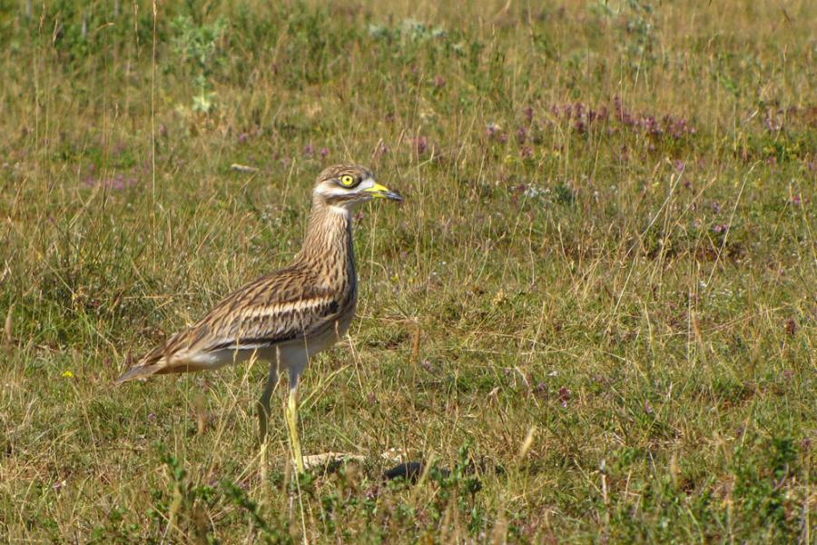 crédit-Leslie-Campourcy