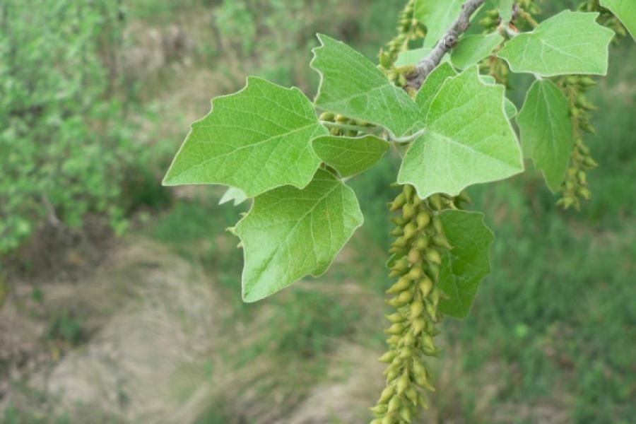 crédit Mathieu_Menand