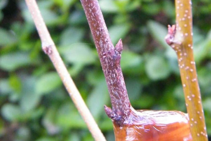 Crédit James Pelloquin